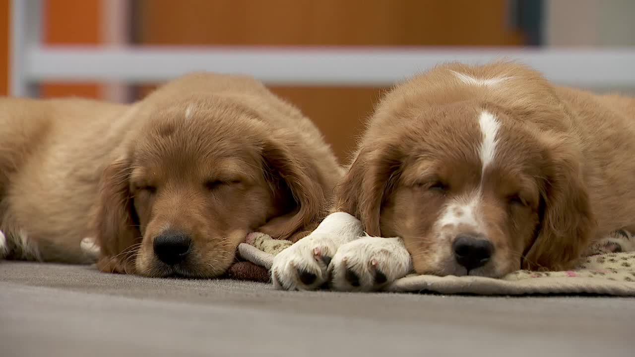 36 dogs rescued from unlicensed breeder in Cass County — Minnetonka Community news